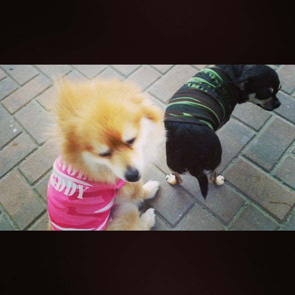 Dog Clothes